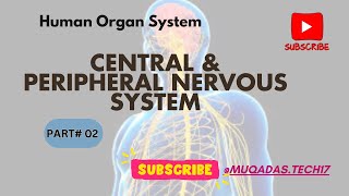 Peripheral Nervous System  Central Nervous System Continue  Nerves of PNS  CNS amp PNS [upl. by Christianity]