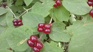 Lonicera xylosteum Caprifoglio peloso medicinal plant [upl. by Asilet]