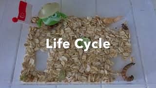 Mealworm  Life Cycle of a Darkling Beetle [upl. by Eugenides]