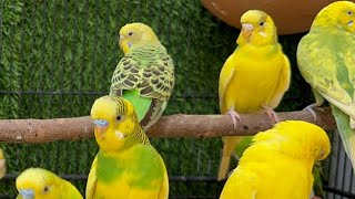 Cute Budgies Chirping 2 Hours of Relaxing Parakeet Sounds to Reduce StressSinging a Birds [upl. by Learrsi]