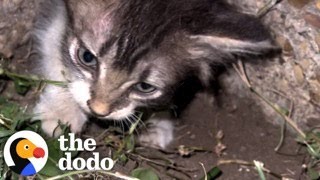 Guy Hears A Tiny Meow Coming From The Sidewalk  The Dodo [upl. by Monahon164]