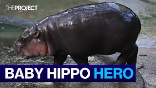 Baby Pygmy Hippo Becomes Global Sensation [upl. by Anilehcim]