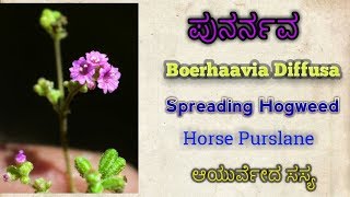 ಪುನರ್ನವ  Boerhaavia Diffusa  Spreading Hogweed  Red Hogweed [upl. by Dadivitan]