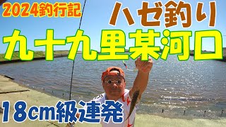 【2024釣行記】★千葉県九十九里某河口★『ハゼ釣り』★18cm級連発ヒット [upl. by Infeld]