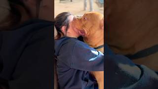 BULLY KISSES AND SLOBBER americanbully pitbull shortvideo [upl. by Teryn]