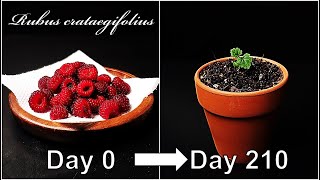 How to grow Raspberry｜Growing Raspberry from seed｜How to grow 51 Raspberry｜Eng Sub [upl. by Florentia]