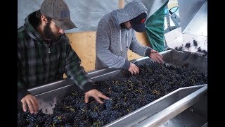 Winemaking Sorting crushing and destemming Syrah grapes [upl. by Haroppiz]