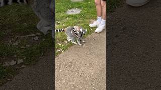 Family of Ringtailed lemur 🪵🌿🦝🪨 safari animals [upl. by Aleb288]