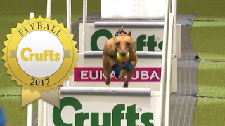 Is This The Fastest Flyball Dog at Crufts Ever [upl. by Phyllis]