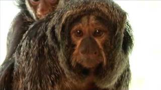 Baby saki monkey at the Oregon Zoo [upl. by Adnalro]