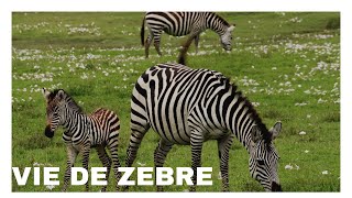 ZEBRA LE ZEBRE DANS LA SAVANE [upl. by Maynard]