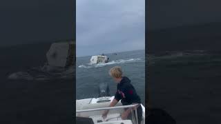 Whale attacks and capsizes fishing boat 😨😨😨 fishing viralshorts [upl. by Merci]