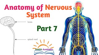 Anatomy of Nervous System Spinal Cord Supportive Video with Amharic Speech Part 7 [upl. by Otrebliw]