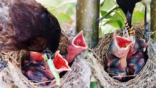 Nightingale Bulbul giving so much food again and again to her littles BirdPlusAnimals [upl. by Lisbeth]