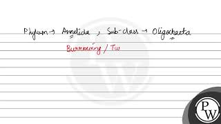 A detailed study about Pheretima made by  A Kingberg B Kimball C KN Babl D Lamark [upl. by Nuahs]