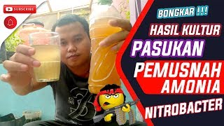 💥 BONGKAR  Hasil Fermentasi Mengembangbiakan Bakteri Nitrobacter [upl. by Gnilyarg829]