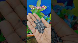 how to use😯 DAP fertilizer for plants🌱🪴 gardenplants shorts outdoorplants [upl. by Akeemat926]