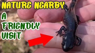 Nature Nearby Visit from a BlueSpotted Salamander [upl. by Anitsrihc429]