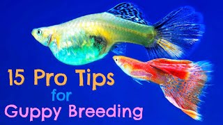 Guppy Fish Breeding 15 Pro Tips You Need to Know [upl. by Ahsot]