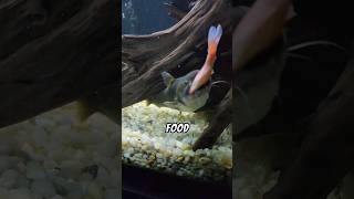 Gulper Catfish Eats HUGE Goldfish 😮 gulpercatfish [upl. by Walling455]