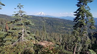 PCT 103 MILE 1470 Black bear cub  Medvídek [upl. by Sheffie]