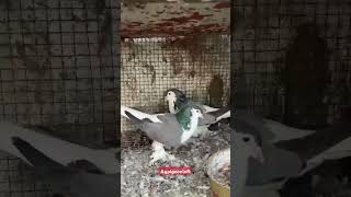 Blue barless shiraji shiraji shirajipigeon barlessshiraji pigeonworld pigeon pigeons pet [upl. by Safir]