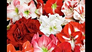 Growing Amaryllis in Glass  White Flower Farm [upl. by Hoag]