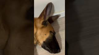 Belgian Malinois sleeping after a hard dayz workbelgiummalinois [upl. by Nahsrad213]