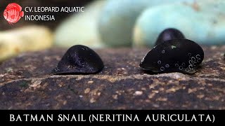 Neritina auriculata BATMAN SNAIL the HERO of your tank Leopard Aquatic W013A [upl. by Akehsyt]