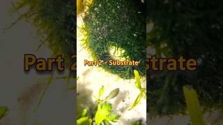 Part 2 of my frst tank Watch till the end makkale Follow for Part 3  beginneraquarium howto [upl. by Errol]