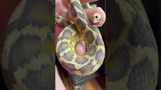 Debut for this FIRE 2 Year Old Papuan Carpet Python animal snake beautiful [upl. by Cleodel]