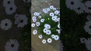 African Daisy ll Osteospermum Flowers [upl. by Annahsirhc]