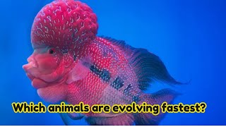 Which animals are evolving fastest [upl. by Anitsud]