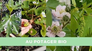 AU POTAGER 8  Avril 2020  nouveaux semis vignes myrtillier ronciers [upl. by Seravat]