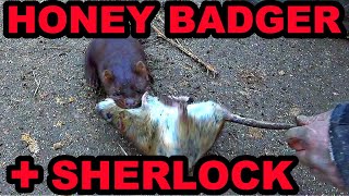 Honey Badger and Sherlock the Mink WIPE OUT Rat Infestation [upl. by Nwahsram]