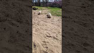 Lagotto Romagnolo Puppies Running Through the Sand [upl. by Berriman]