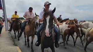 20240724 Chincoteague Wild Pony Parade [upl. by Apollus156]