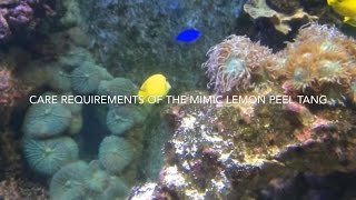 Mimic lemon peel tang care Acanthurus pyroferus [upl. by Ahsiekahs]