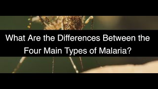 What Are the Differences Between the Four Main Types of Malaria [upl. by Lydie]