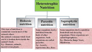 Heterotrophic nutrition and its types  Holozoic Parasitic and Saprophytic nutrition [upl. by Octavia]