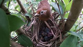 EP18 畫眉鳥育雛｜Chinese Hwame Couple Raising Chicks [upl. by Radbourne743]