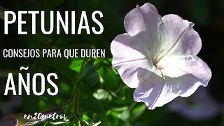 Cómo CUIDAR LAS PETUNIAS para que duren AÑOS  Te salen GRATIS [upl. by Yarahs]