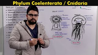 Phylum Cnidaria Coelenterata General characteristics [upl. by Souza]