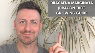 Dracaena Marginata Madagascar Dragon Tree Care Guide and Growing Tips [upl. by Ahtelra]