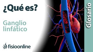 GANGLIO LINFÁTICO  Qué es dónde se sitúan cuántos hay en el cuerpo funciones y enfermedades [upl. by Cahra387]