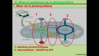 Physiologie végétale  Nutrition carbonée 10  La synthèse des glucides La photorespiration [upl. by Anglo]