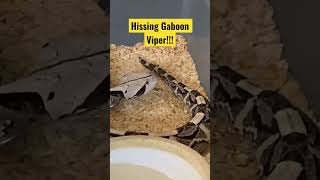 Hissing Gaboon Viper snake gaboonviper viper [upl. by Nnyleve]