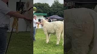 Cappamore Show  Interbreed Championship 2024 [upl. by Ettelrats]