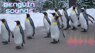 What Sounds do Penguins makeNatural Penguin SoundsPenguin Noise [upl. by Idieh]