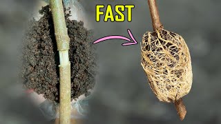 AIR LAYERING RESULTS – QUICKEST METHOD OF CLASSIC AIR LAYERING TO PROPAGATE PLANTS [upl. by Marleen]